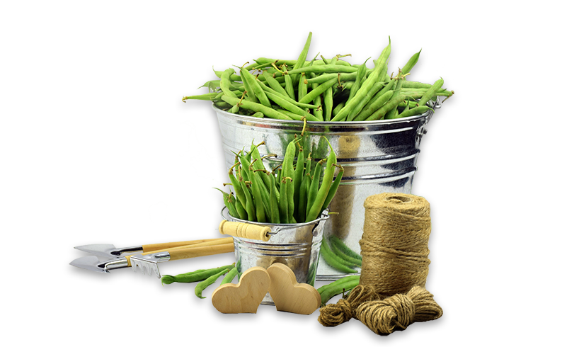 САД И ОГОРОД